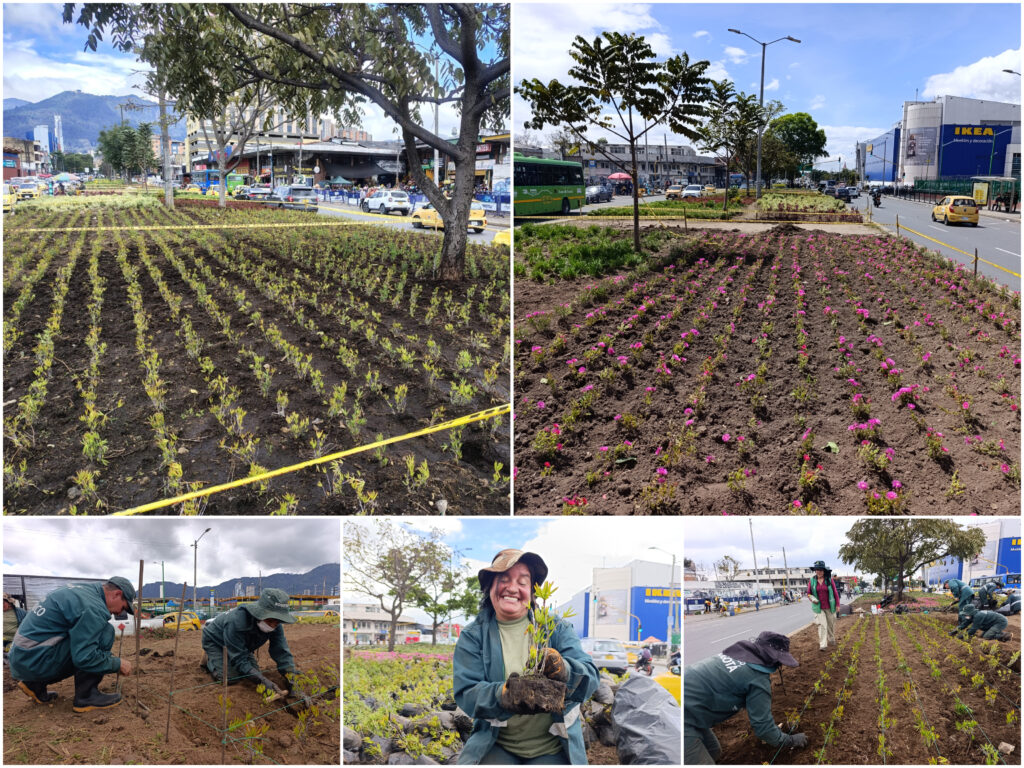 Historias del verde urbano: Avanza la recuperación de las jardineras de Paloquemao