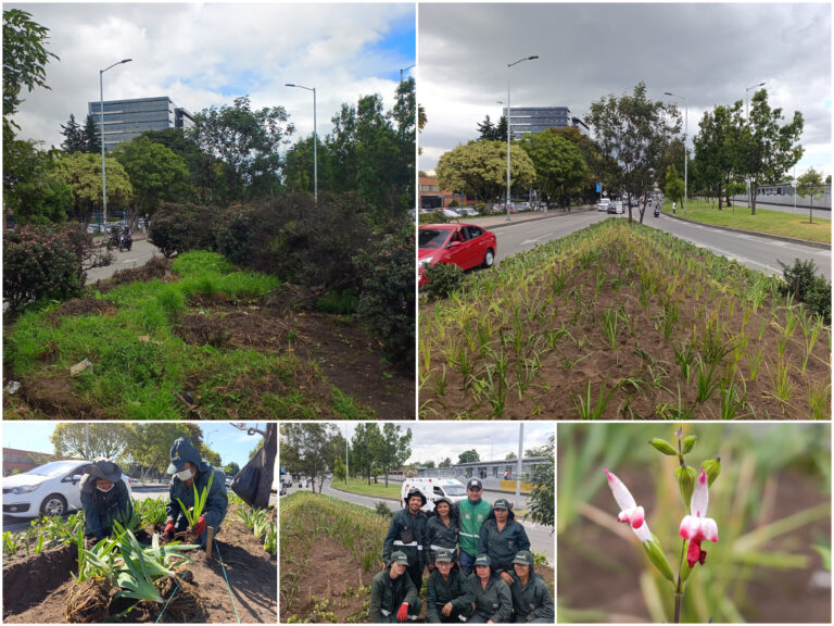 Historias del verde urbano: El cambio extremo de las jardineras de la calle 26