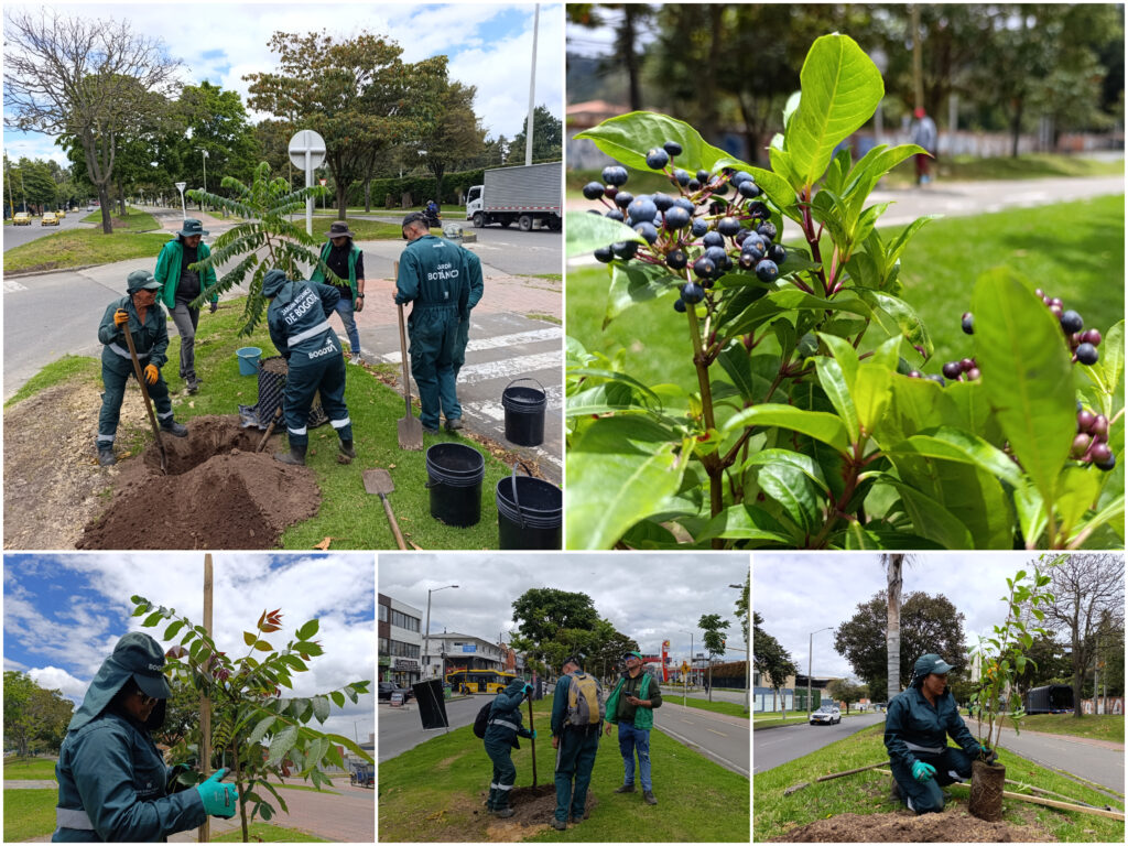 Historias del verde urbano: El nuevo centenar de árboles y arbustos del tramo de la calle 170 en Usaquén
