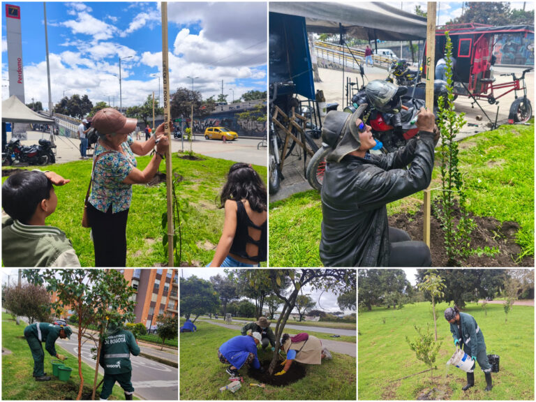 Historias del verde urbano: ¡Ciudad Bolívar y Tunjuelito robustecen su arbolado!