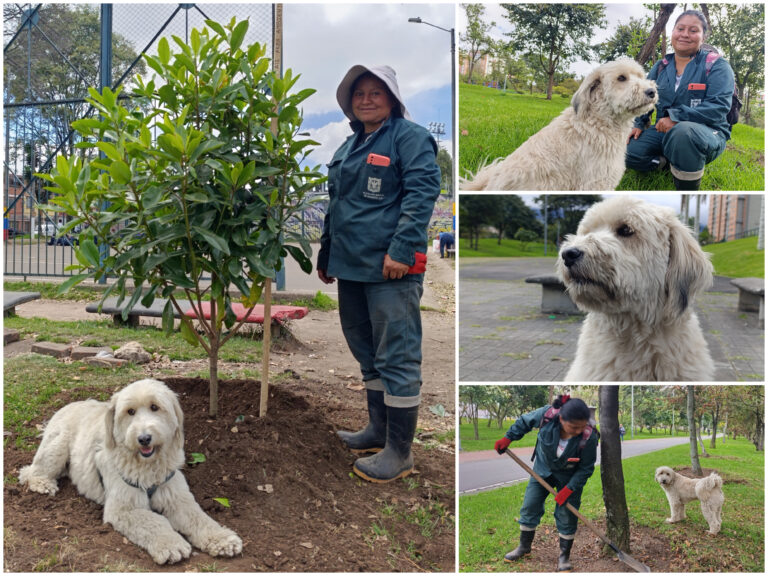 Historias del verde urbano: El guardián peludo de los árboles de Engativá