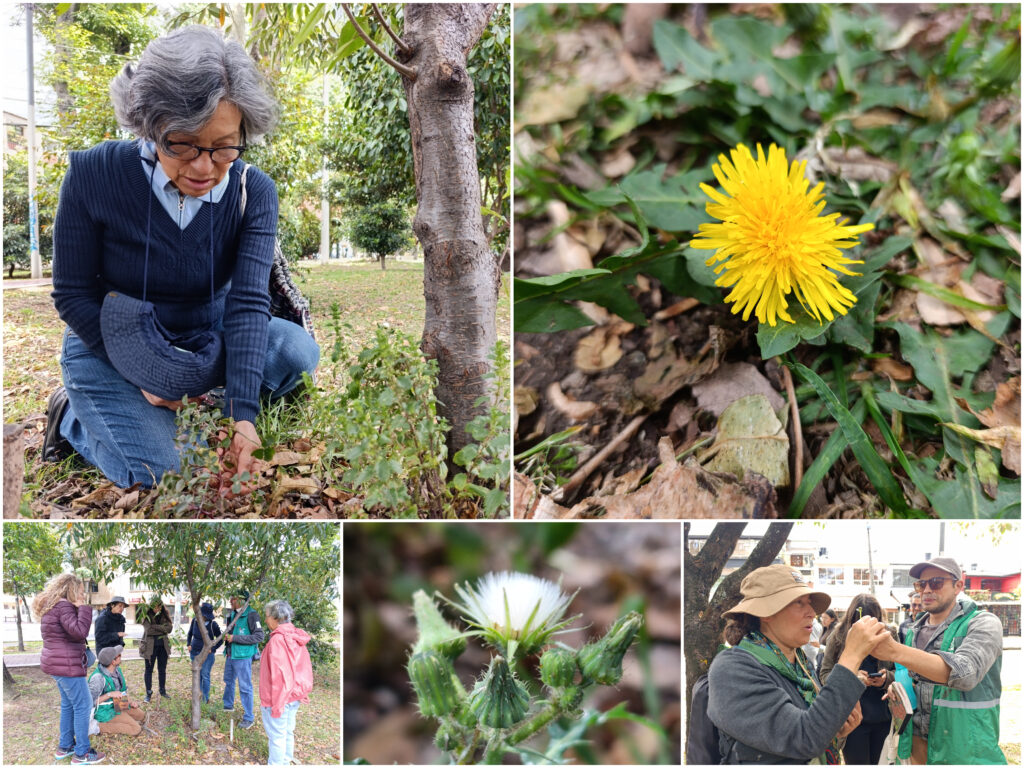 Historias del verde urbano: ¡Recorrido por el mundo de las ruderales, las plantas más guerreras!