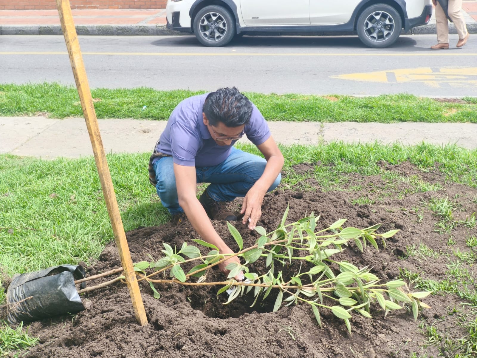 Historias del verde urbano: ¡89 nuevos árboles y arbustos en Engativá, Fontibón y Santa Fe!