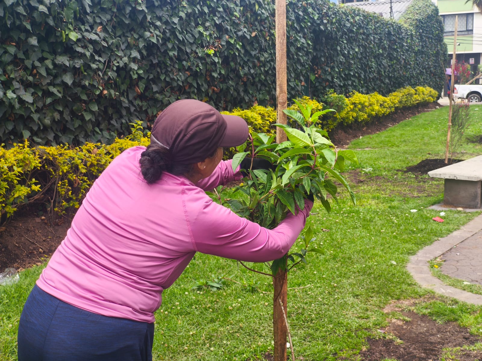 Historias del verde urbano: ¡89 nuevos árboles y arbustos en Engativá, Fontibón y Santa Fe!