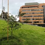 El renacer verde del parque Tercer Milenio