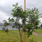 El renacer verde del parque Tercer Milenio