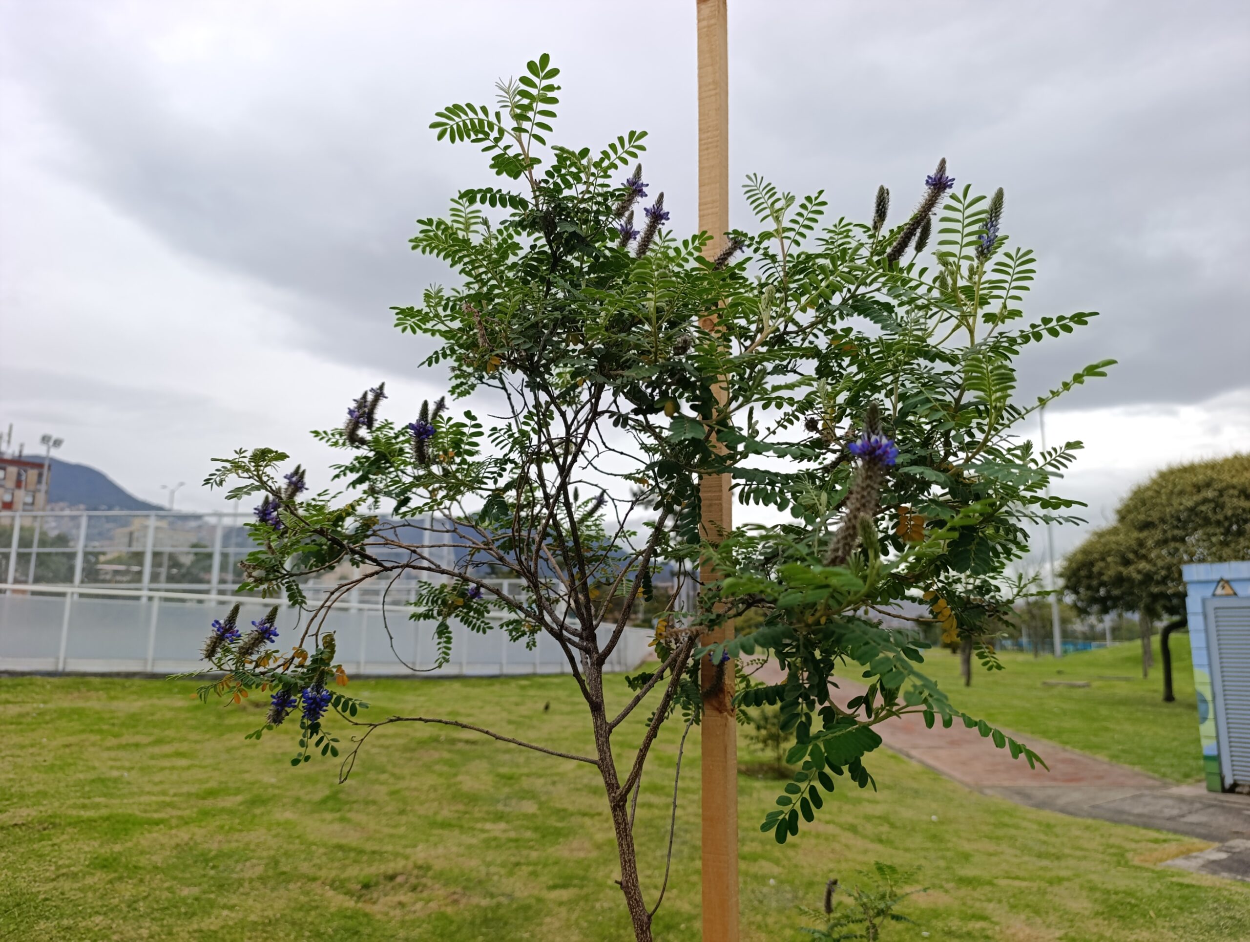 El renacer verde del parque Tercer Milenio