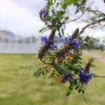 El renacer verde del parque Tercer Milenio