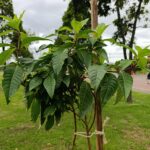 El renacer verde del parque Tercer Milenio