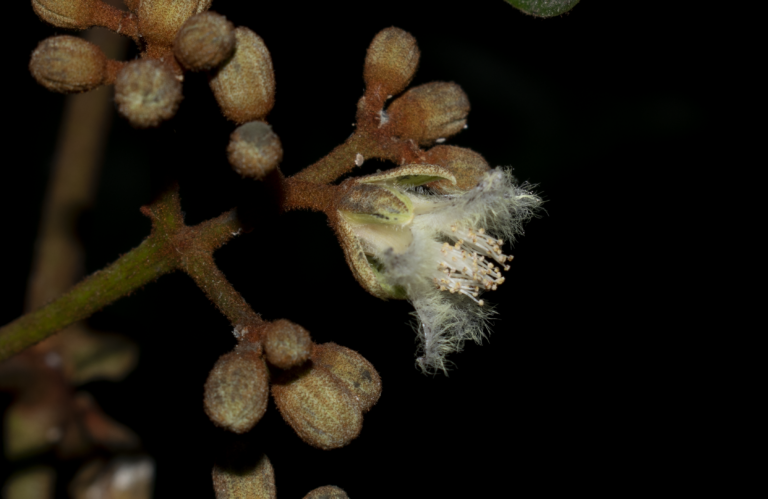 Vismia macrophylla