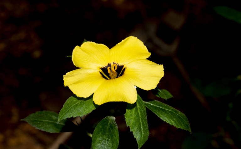 Turnera subulata