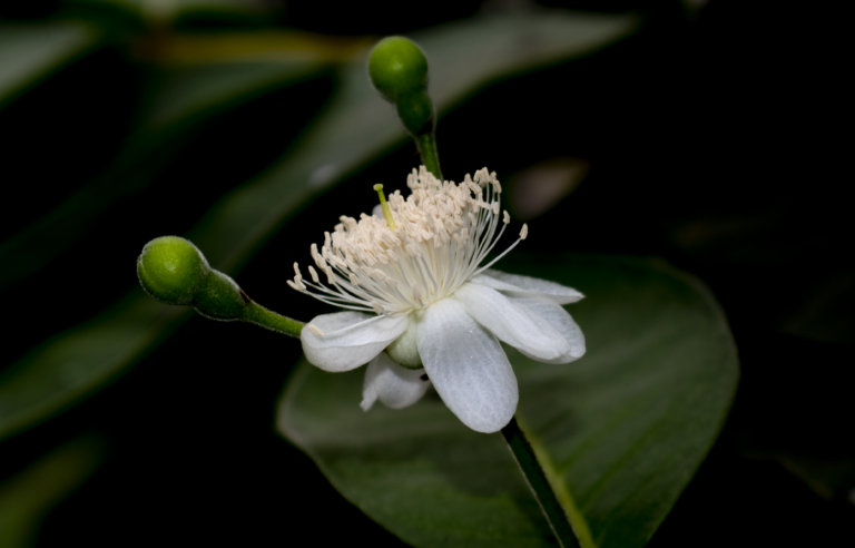 Psidium guineense