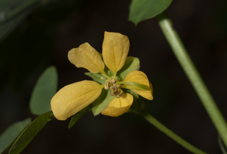 Senna obtusifolia