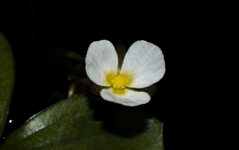 Sagittaria guayanensis