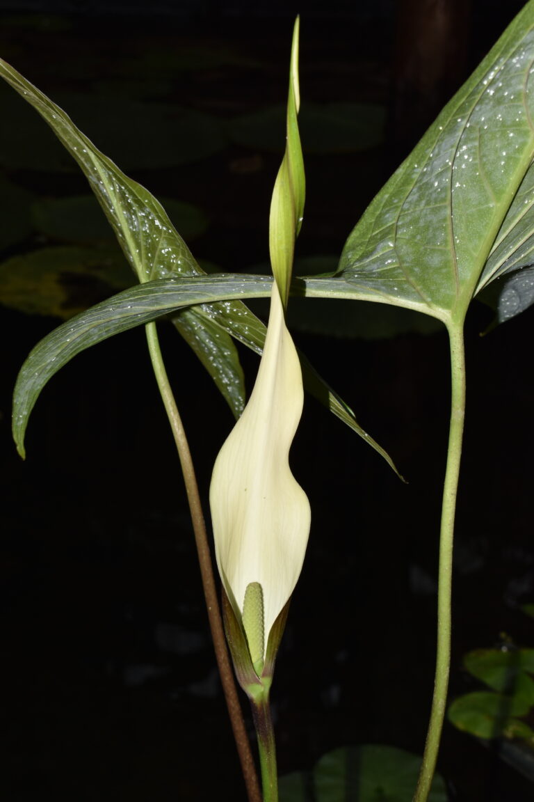 Urospatha sagittifolia