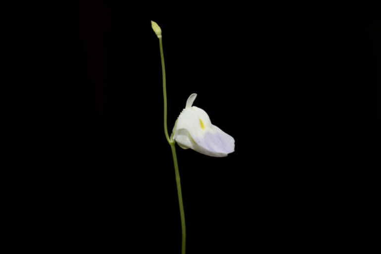 Utricularia livida