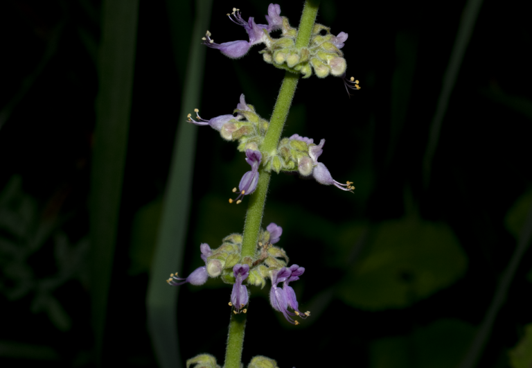 Plectranthus amboinicus