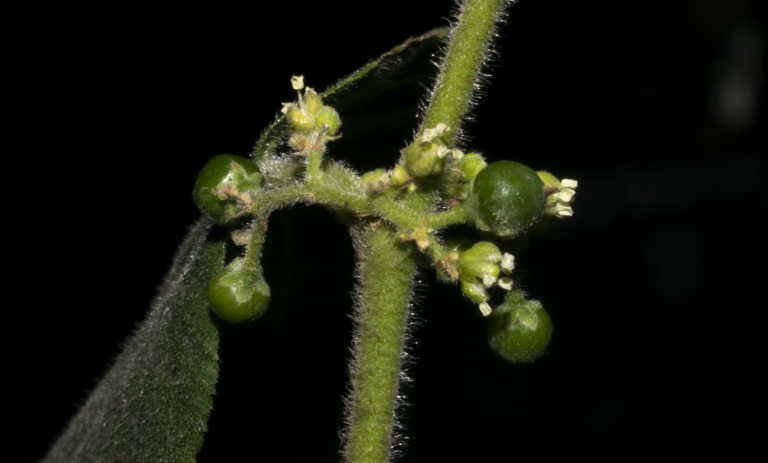 Trema micranthum
