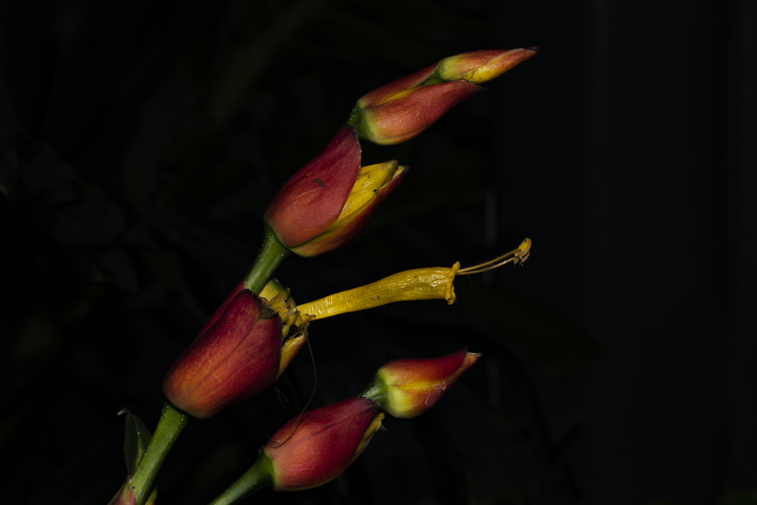 Sanchezia oblonga