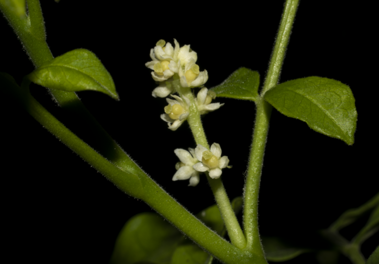 Zanthoxylum rigidum