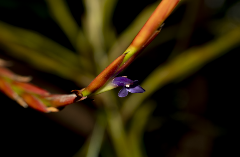 Tillandsia elongata