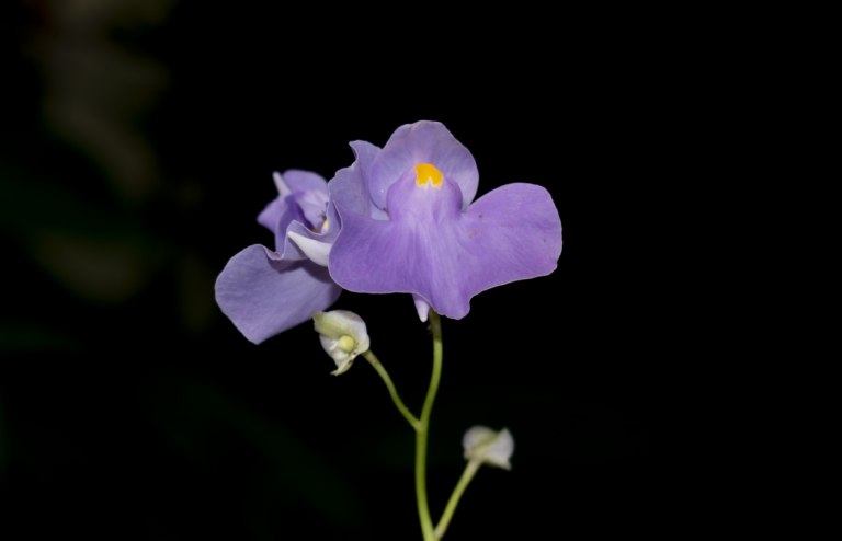 Utricularia longifolia