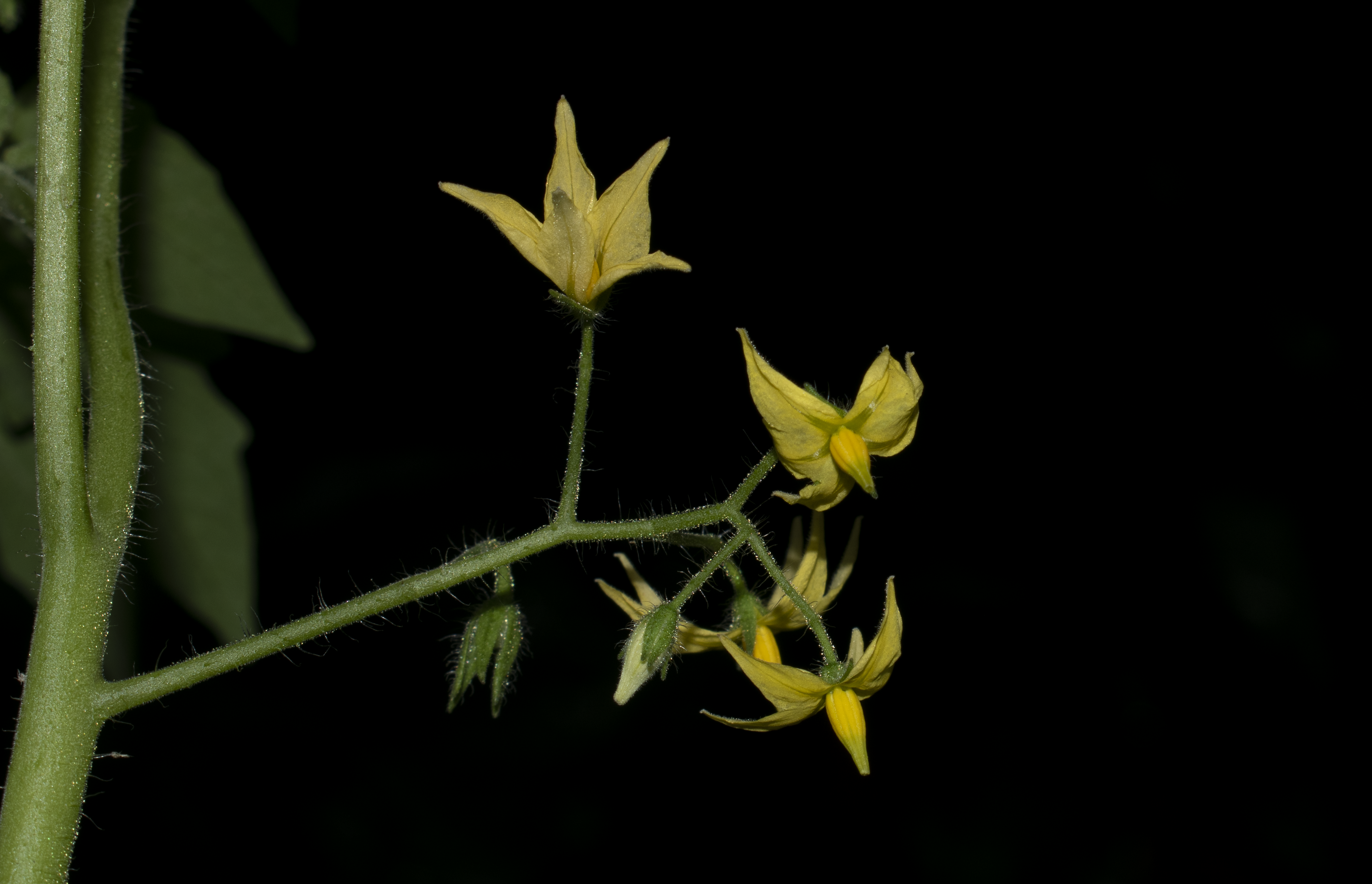 Solanum lycopersicum