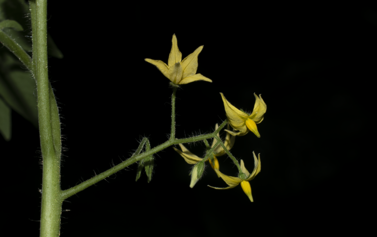 Solanum lycopersicum