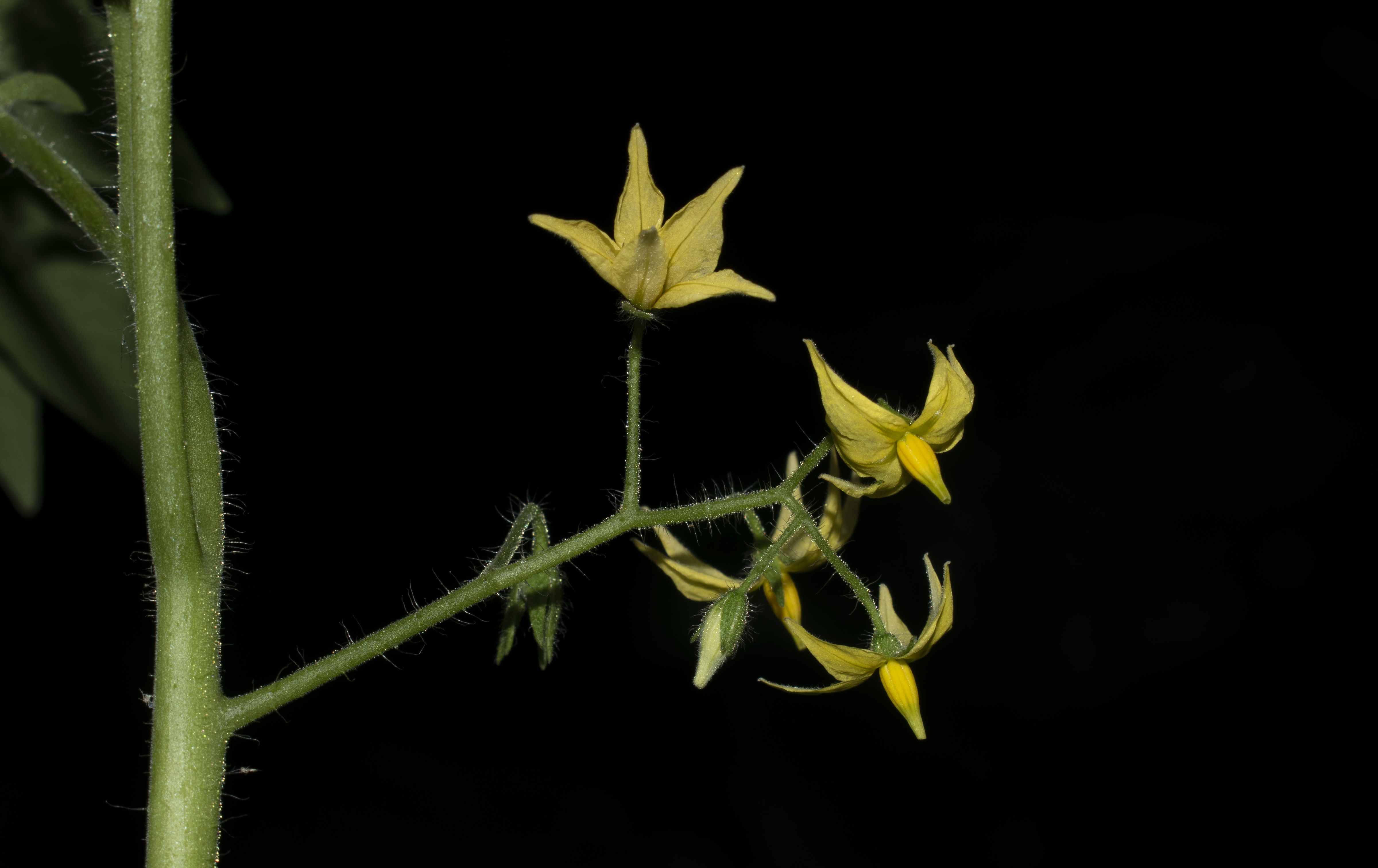 Solanum lycopersicum