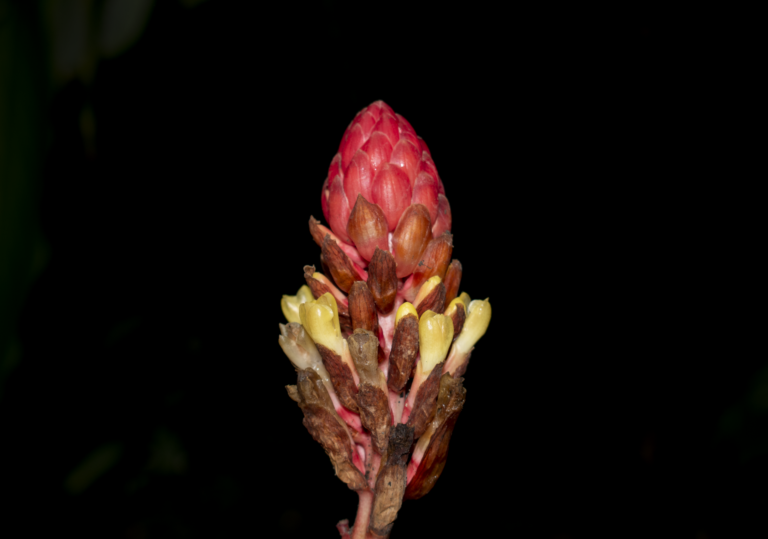 Renealmia thyrsoidea
