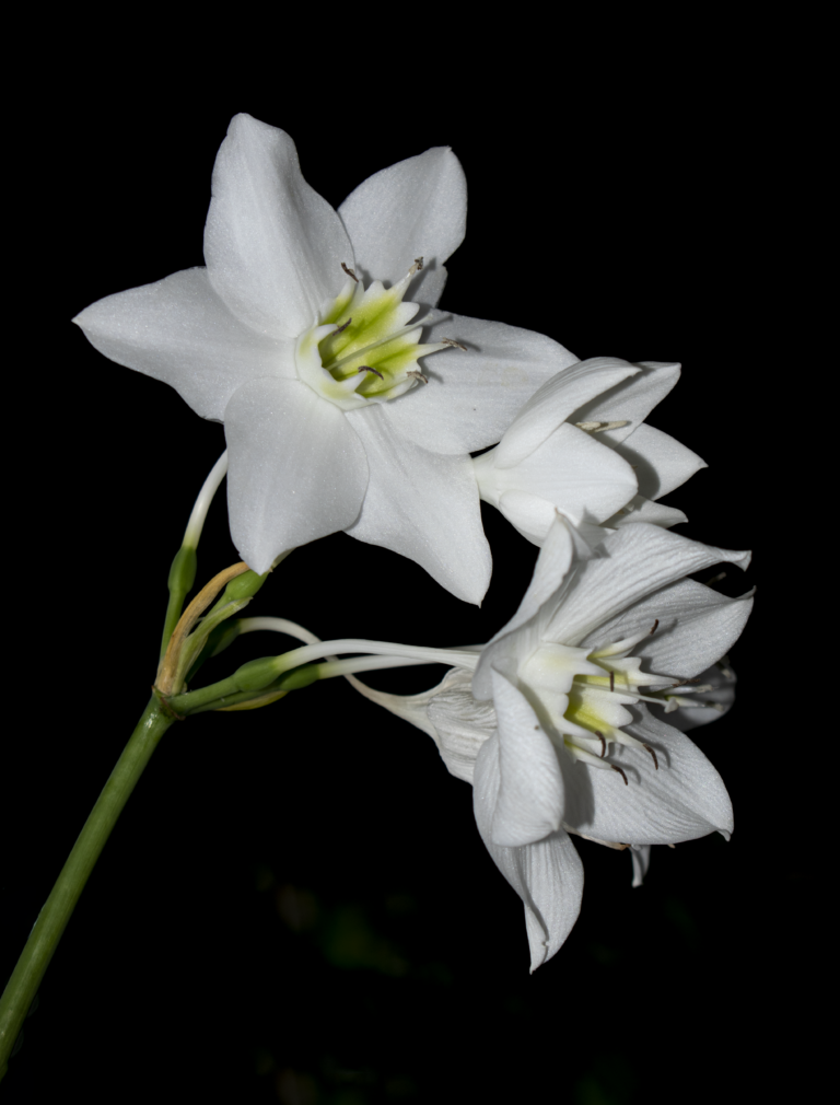 Urceolina × grandiflora