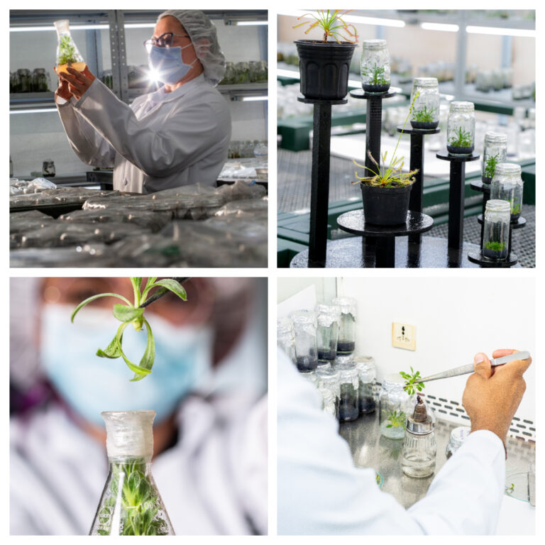El Jardín Botánico celebra la X Semana de la Investigación: Ciencia viva para mi Biodiverciudad, mi casa