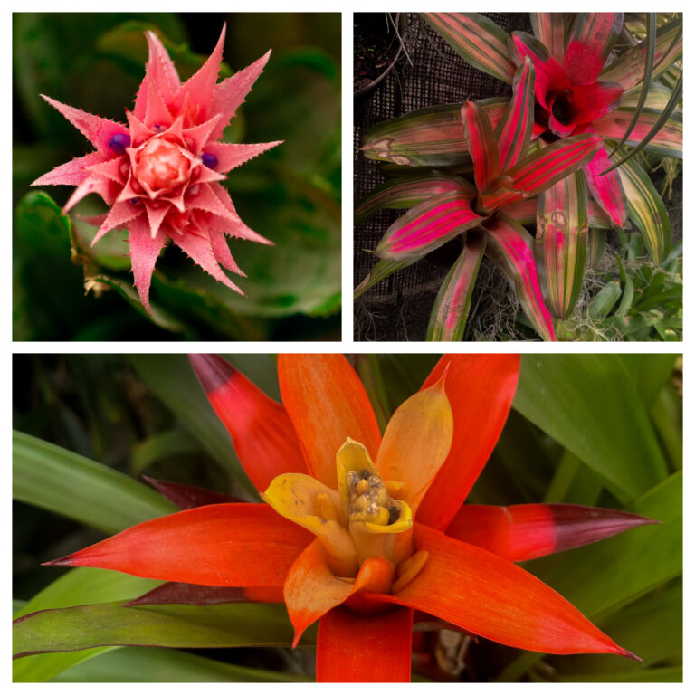 Bromelias 2025