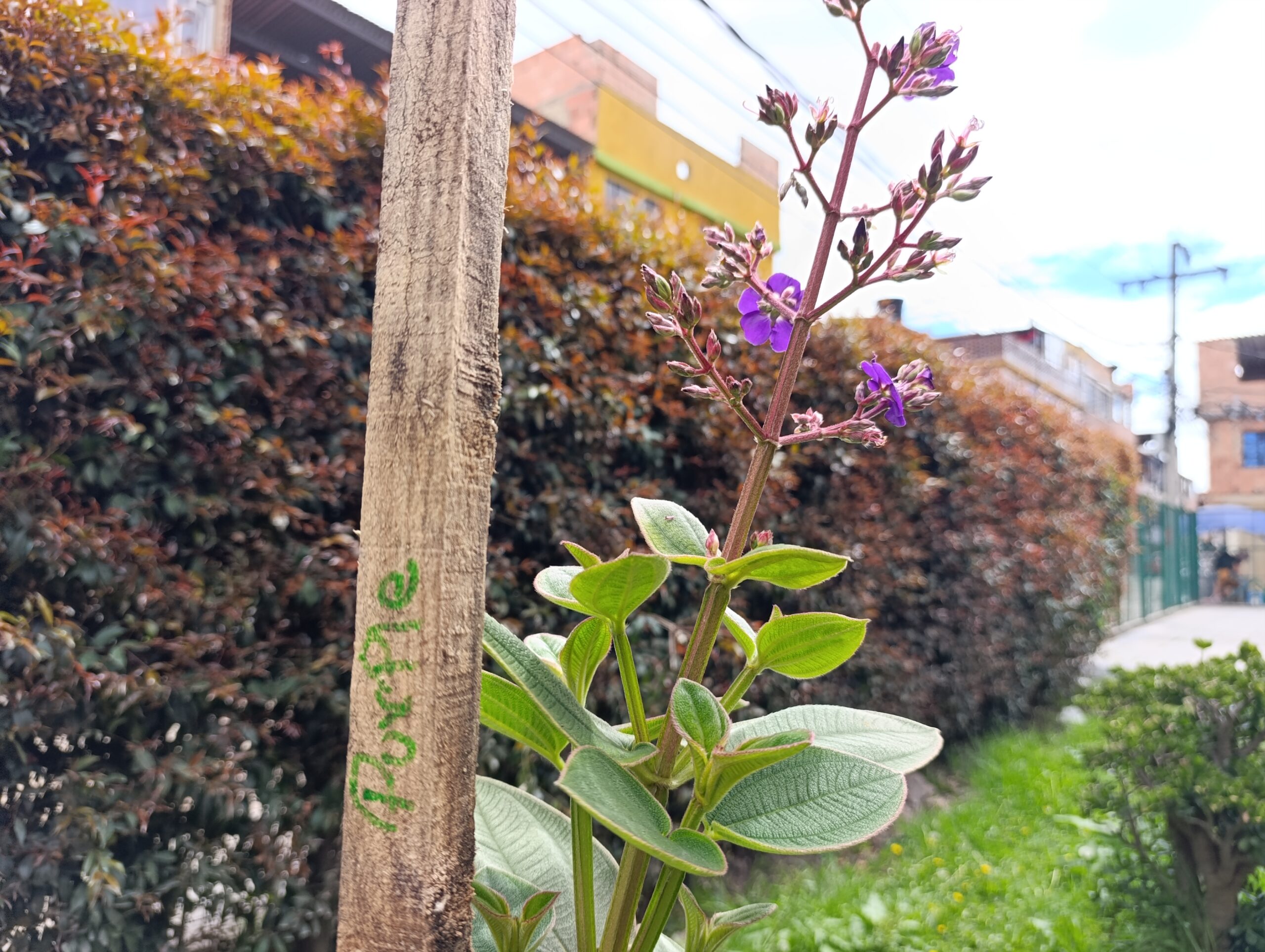 Historias del verde urbano: Uno de los colegios más antiguos de Bosa se renaturaliza con especies nativas Historias del verde urbano: Uno de los colegios más antiguos de Bosa se renaturaliza con especies nativas
