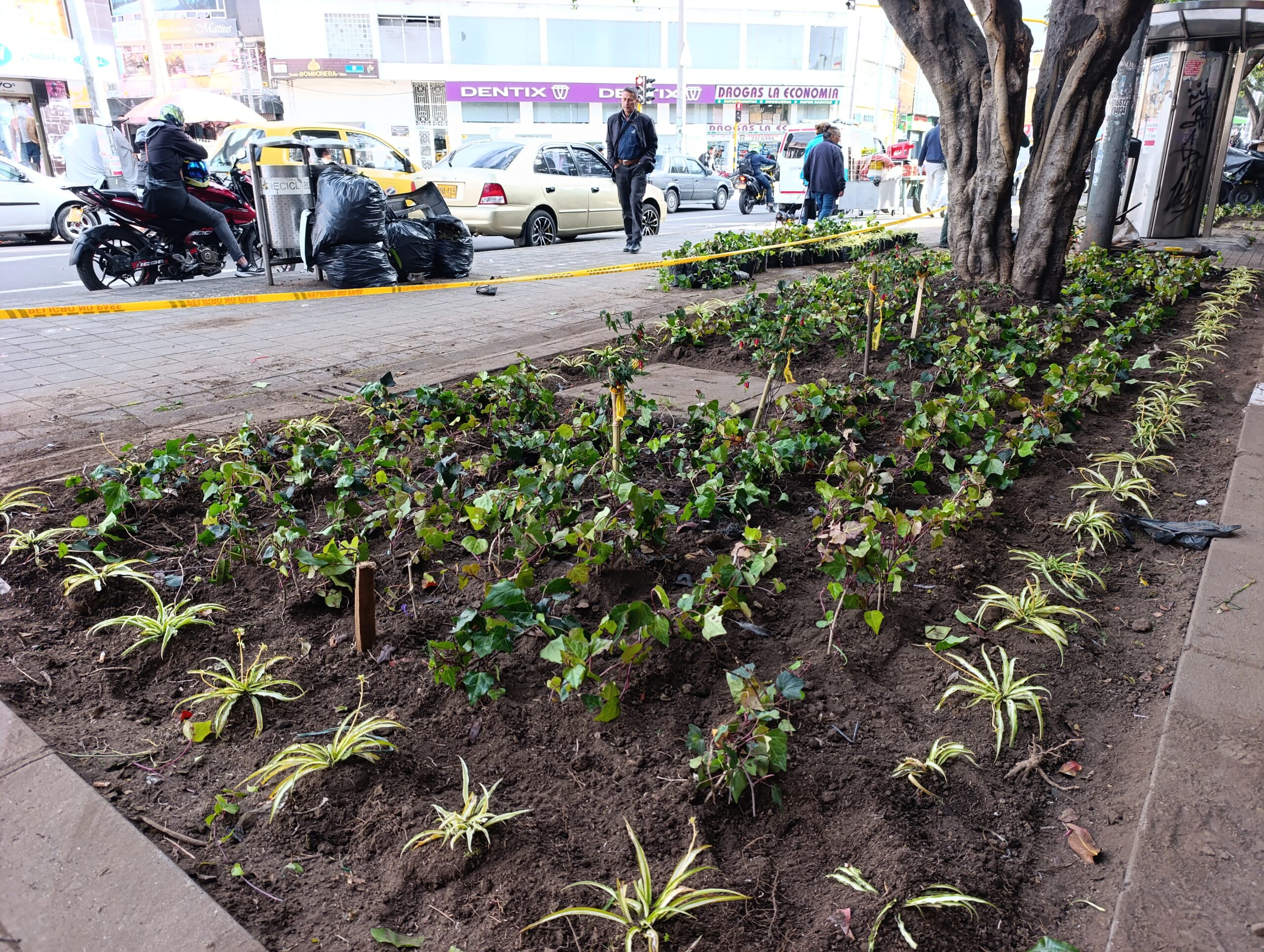 Historias del verde urbano: El renacer de los jardines de la plaza de mercado del Restrepo