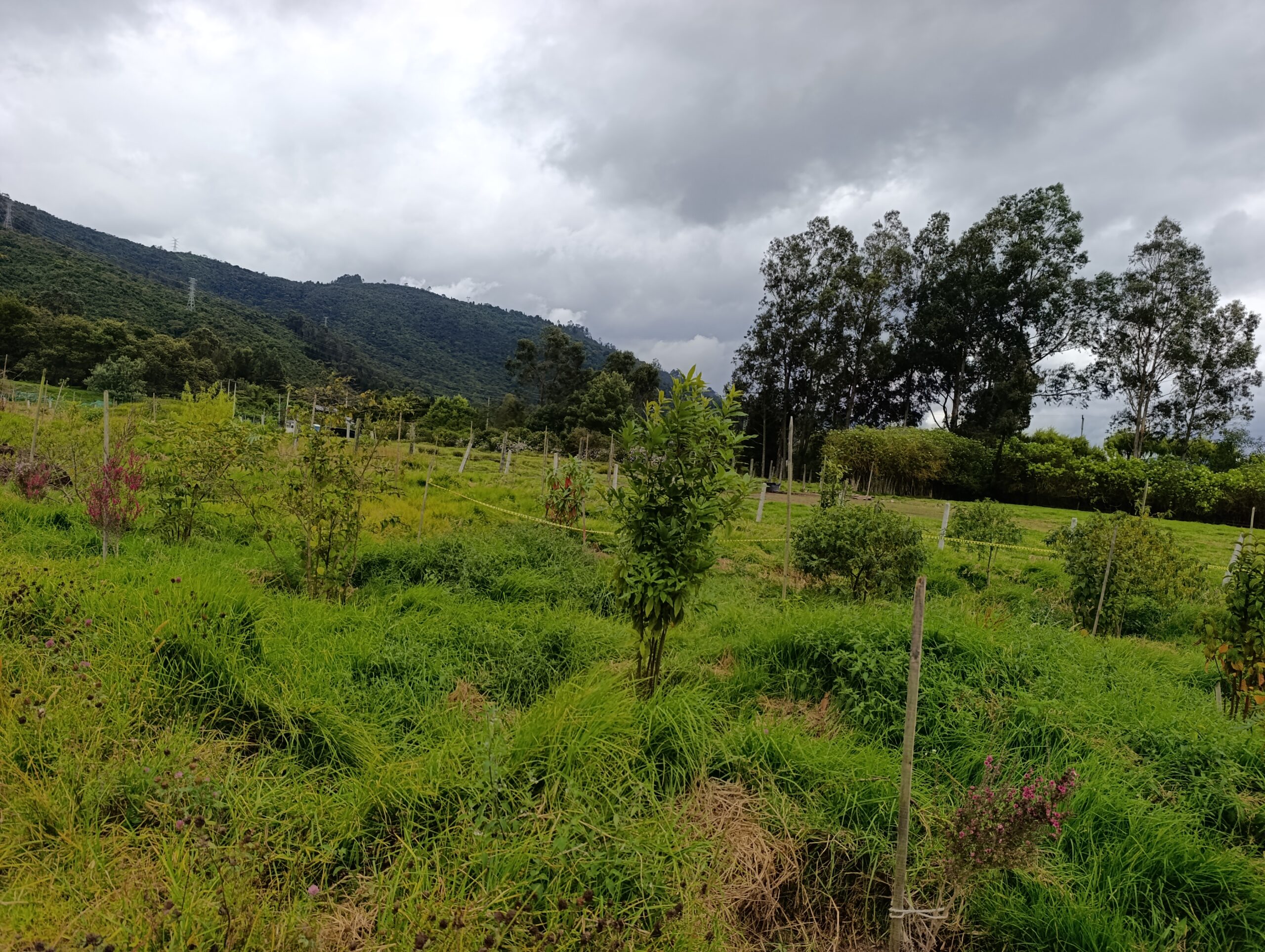 Historias del verde urbano: ¡El nuevo corredor ecológico de la localidad de Usaquén!