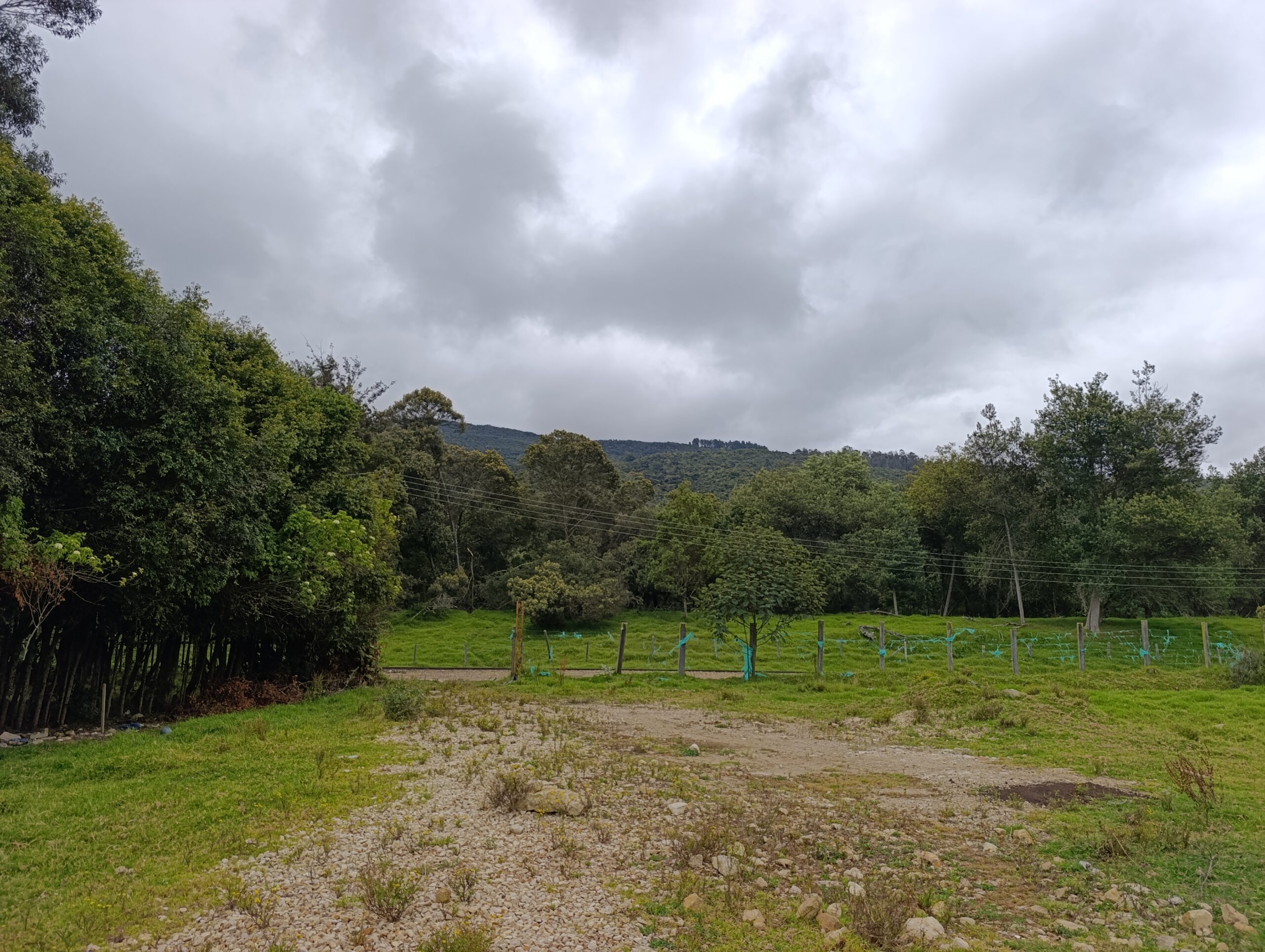 Historias del verde urbano: ¡El nuevo corredor ecológico de la localidad de Usaquén!