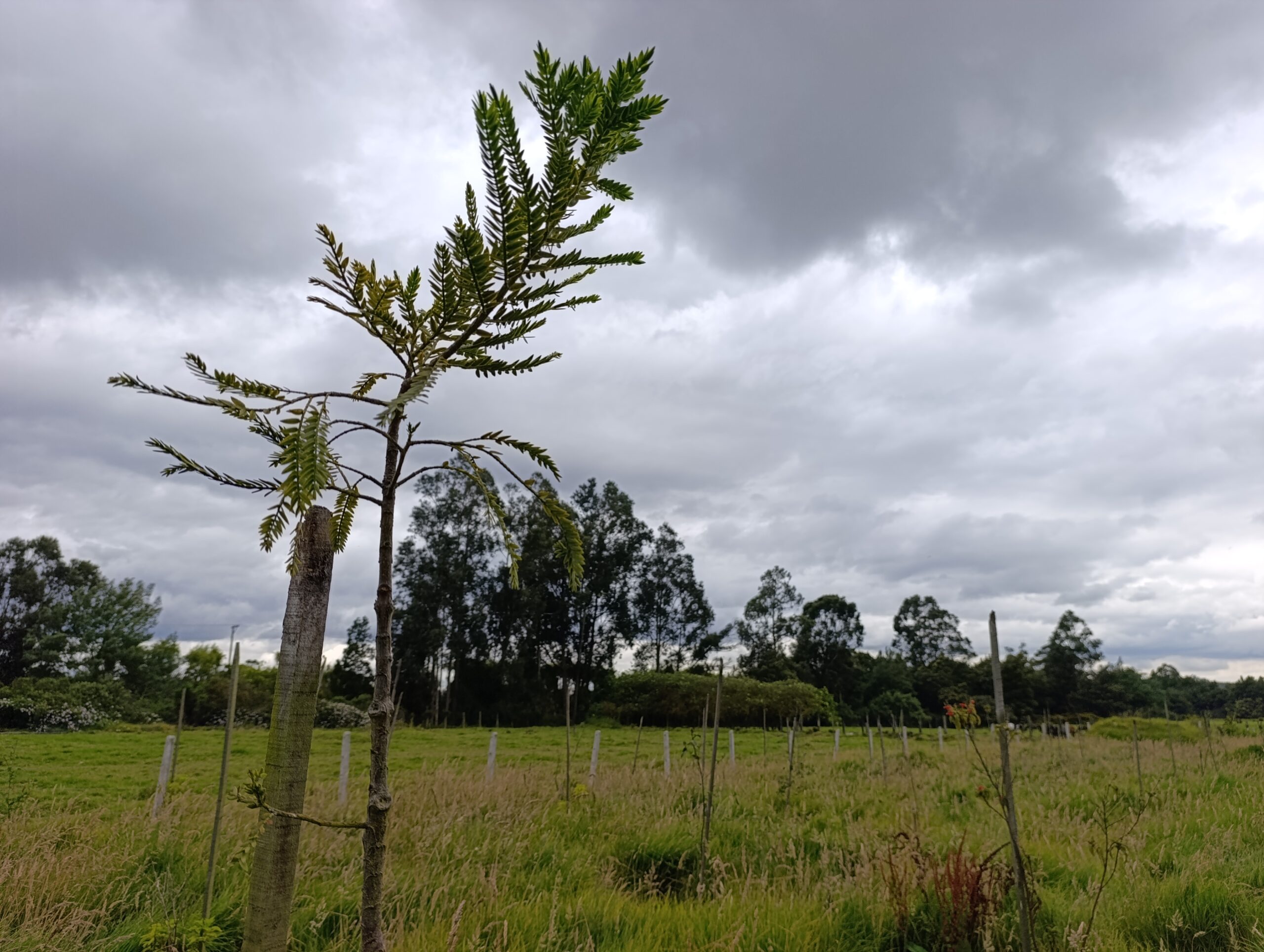 Historias del verde urbano: ¡El nuevo corredor ecológico de la localidad de Usaquén!