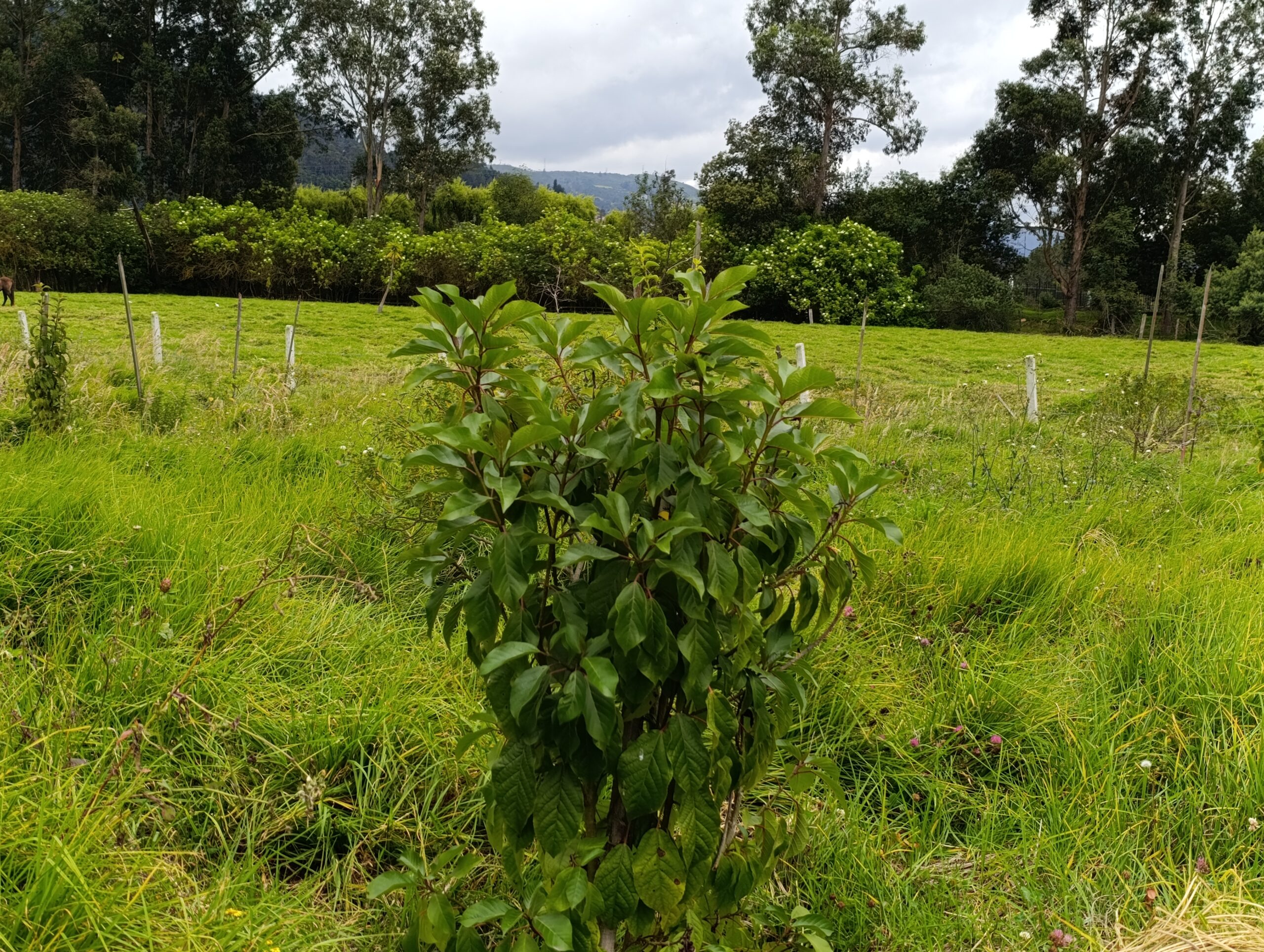Historias del verde urbano: ¡El nuevo corredor ecológico de la localidad de Usaquén!