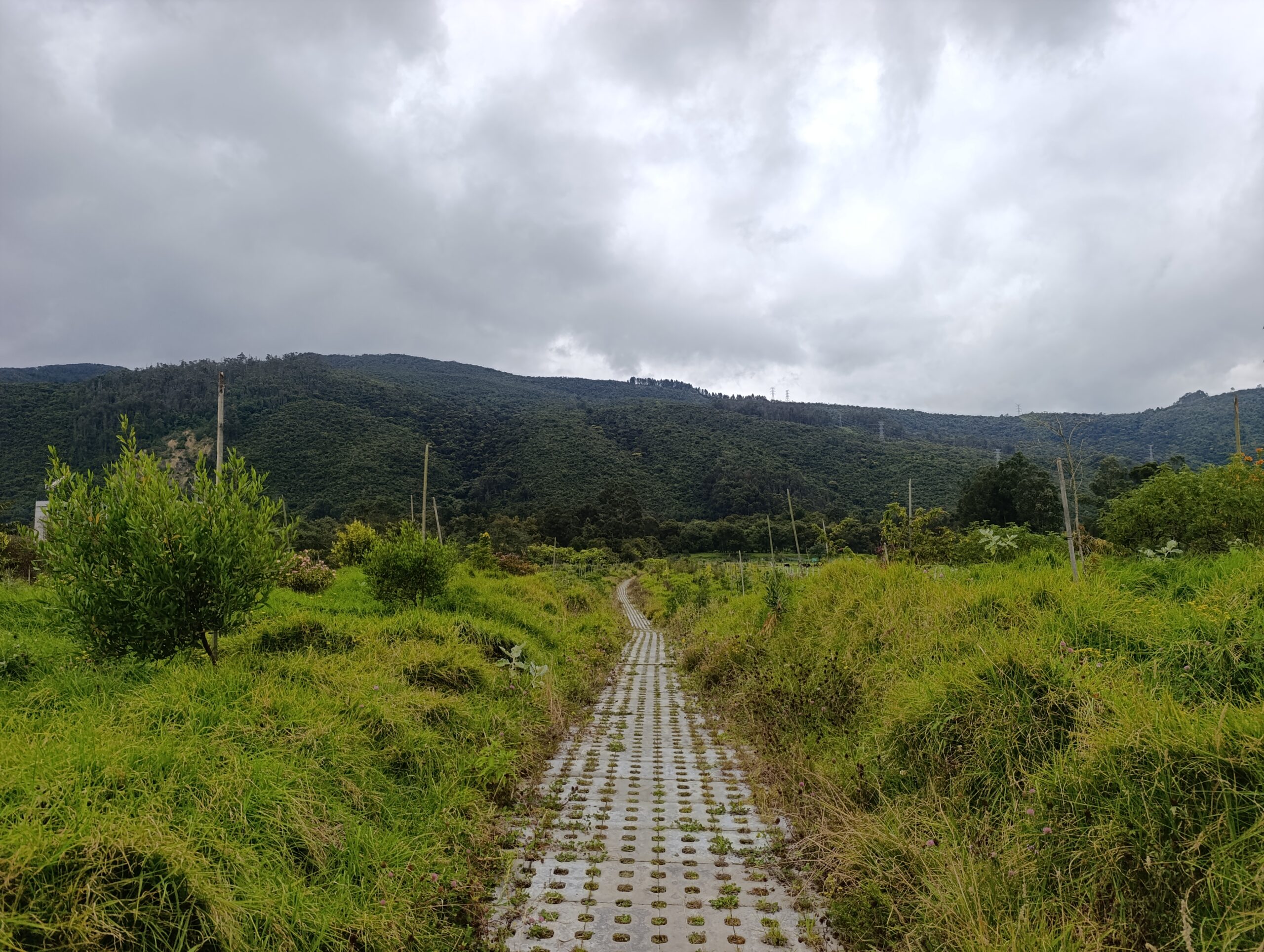 Historias del verde urbano: ¡El nuevo corredor ecológico de la localidad de Usaquén!