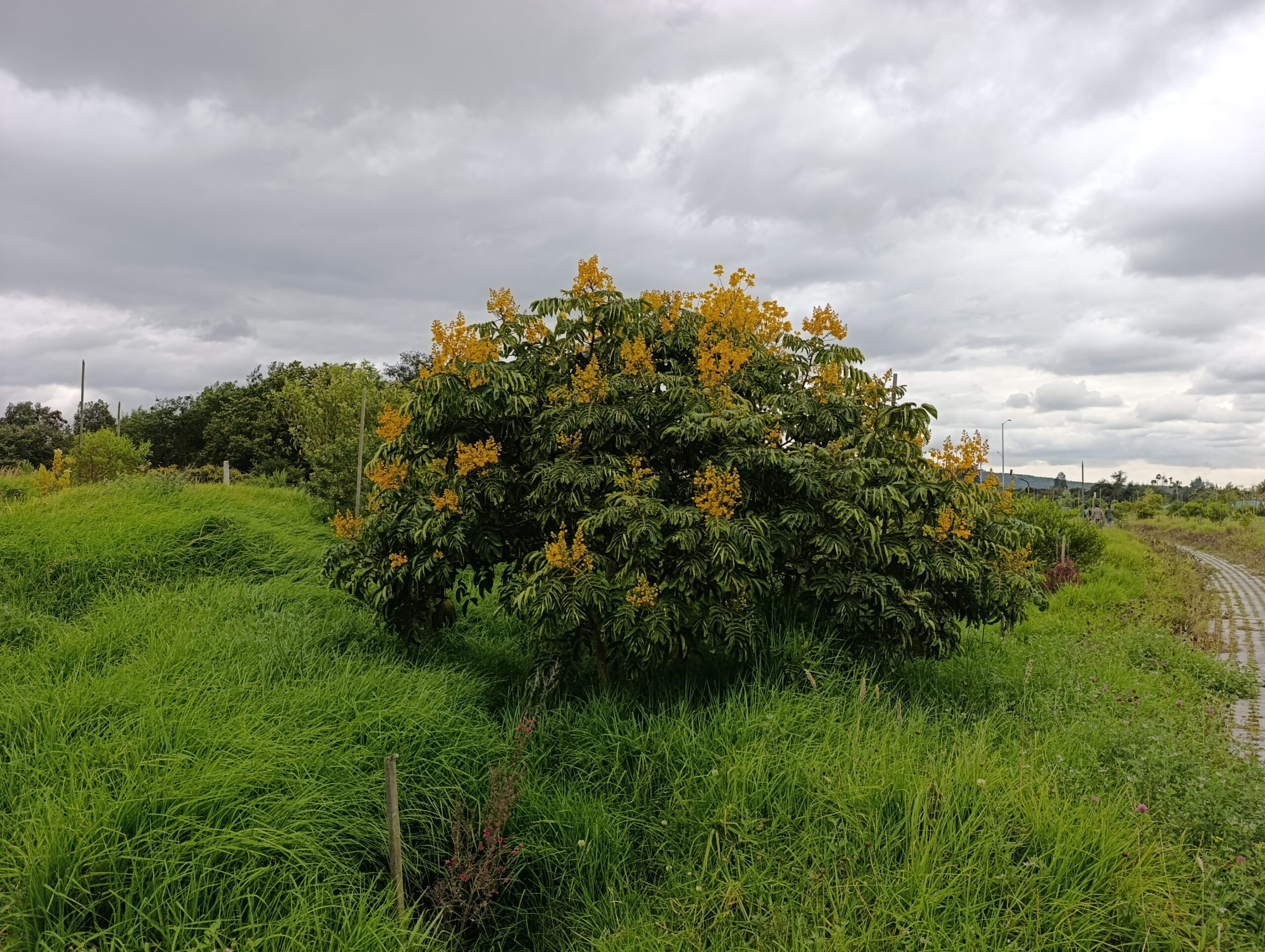 Historias del verde urbano: ¡El nuevo corredor ecológico de la localidad de Usaquén!