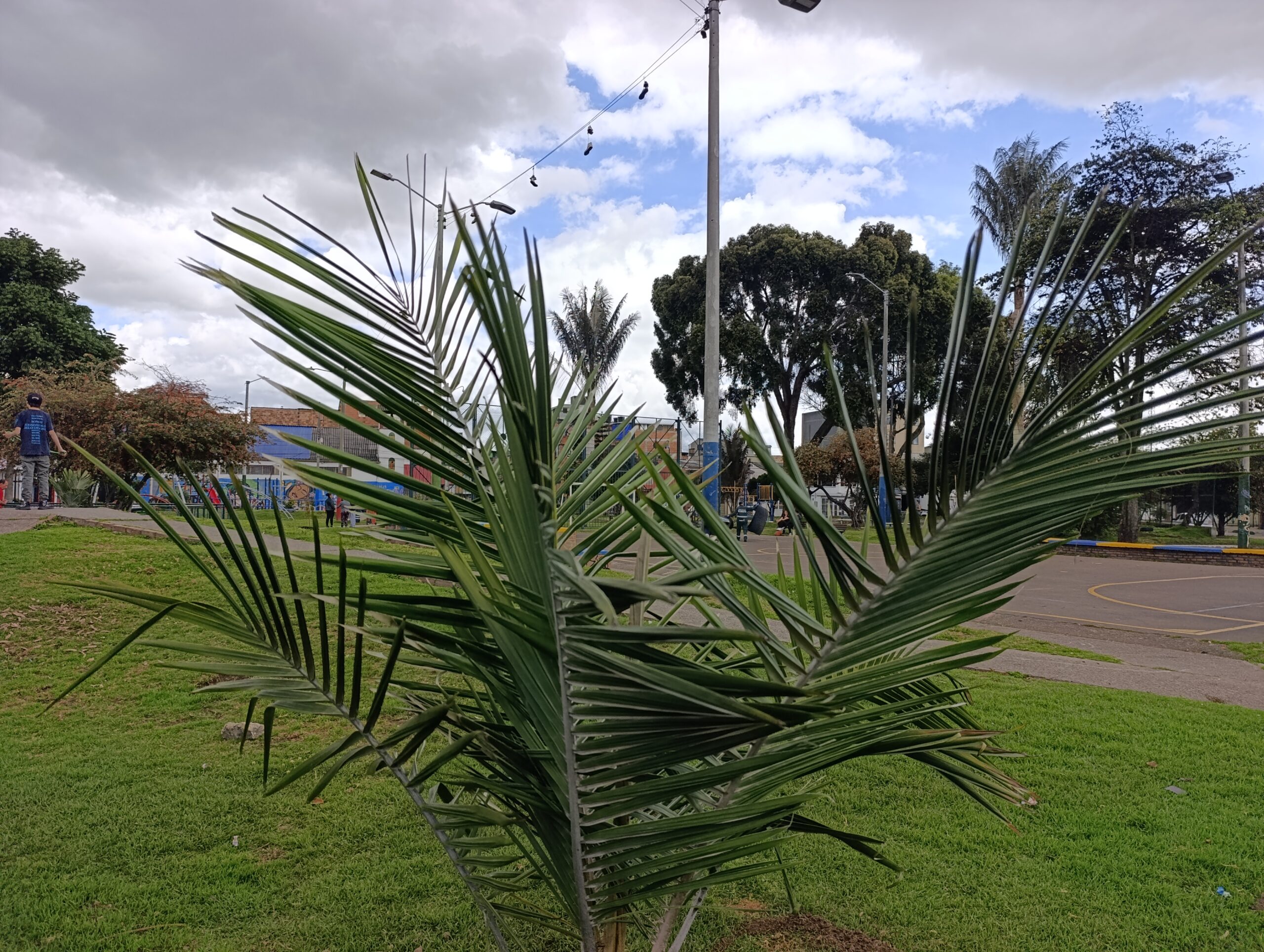 Historias del verde urbano: La plantación que pintó con más colores el parque La Almería Historias del verde urbano: La plantación que pintó con más colores el parque La Almería