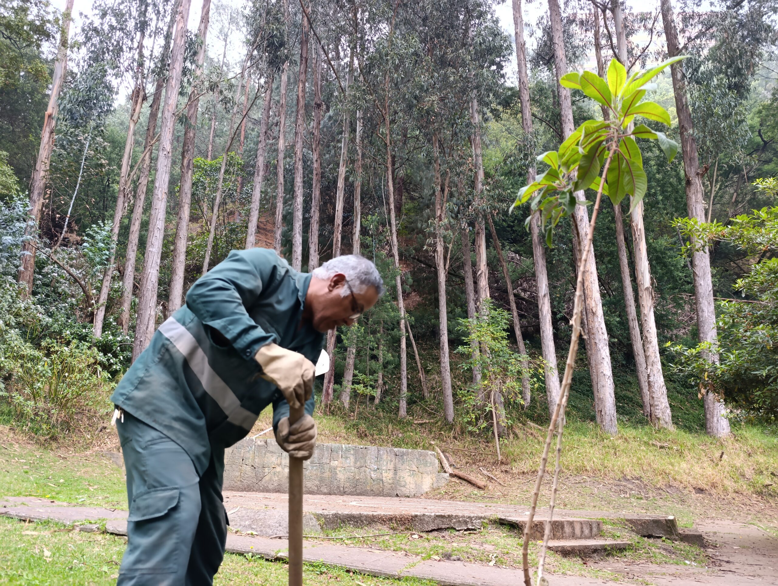 Historias del verde urbano: ¡La tercera localidad más arbolada de Bogotá aumenta su verde!