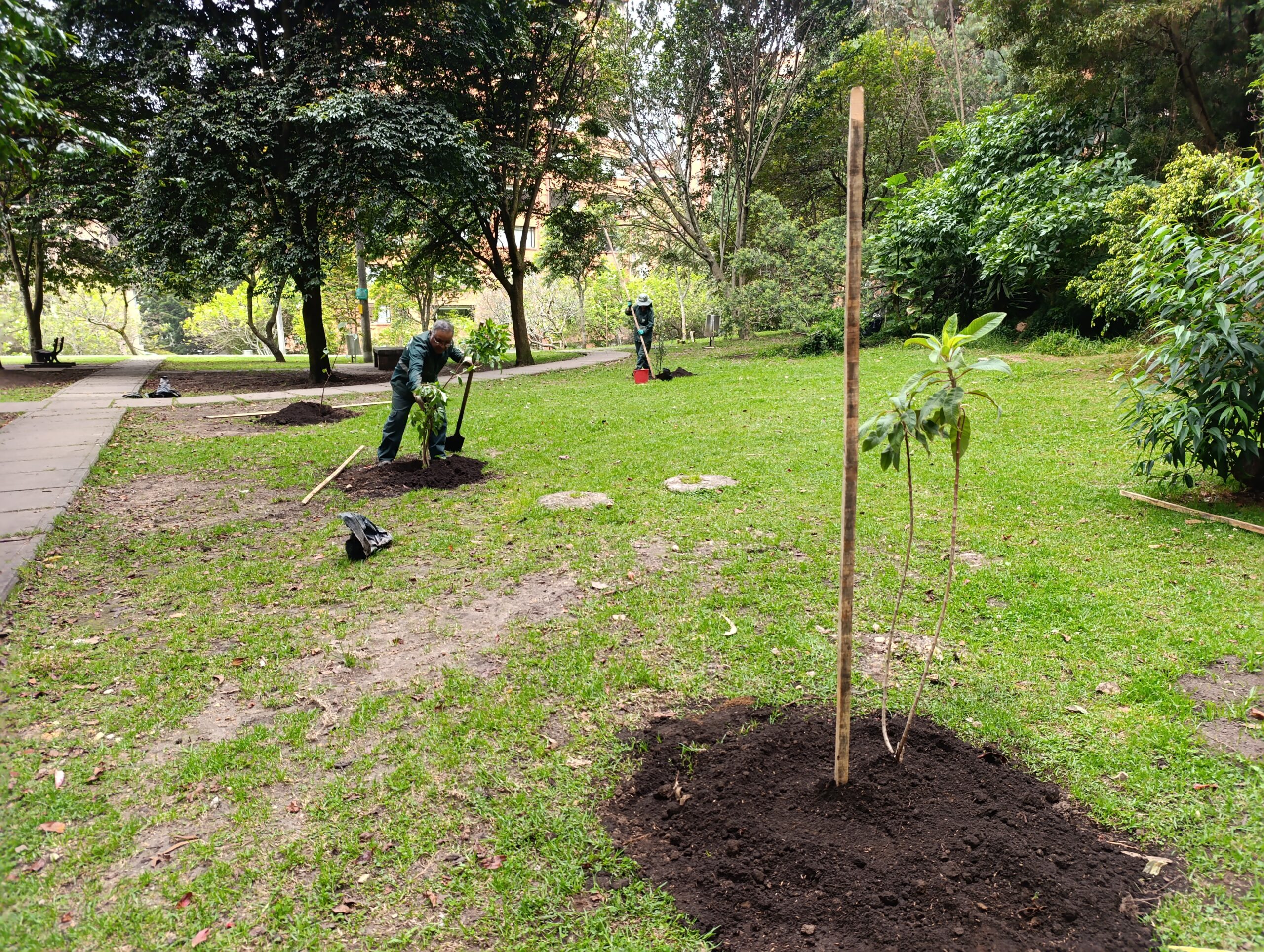 Historias del verde urbano: ¡La tercera localidad más arbolada de Bogotá aumenta su verde!