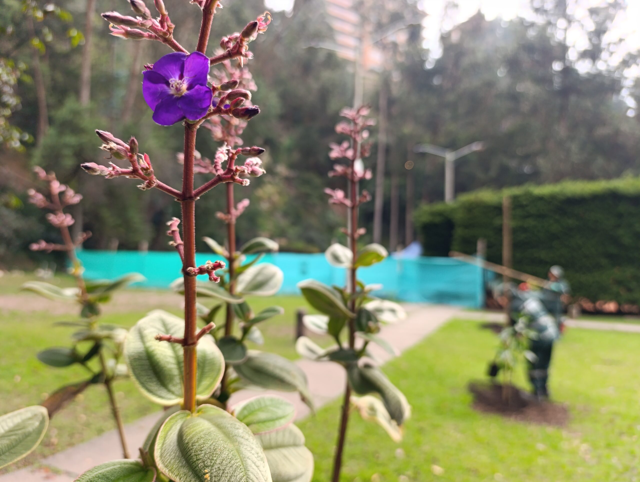 Historias del verde urbano: ¡La tercera localidad más arbolada de Bogotá aumenta su verde!