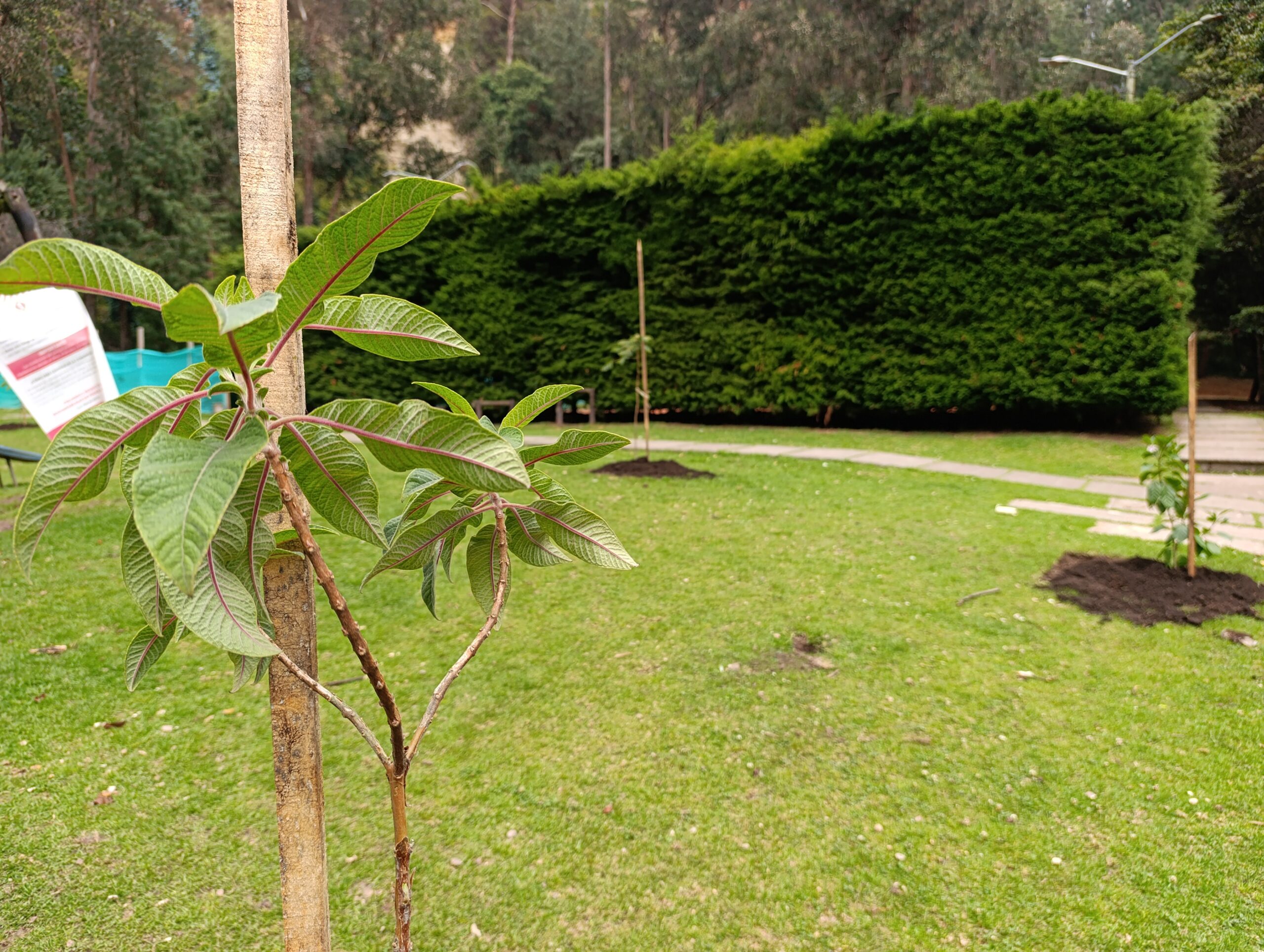 Historias del verde urbano: ¡La tercera localidad más arbolada de Bogotá aumenta su verde!