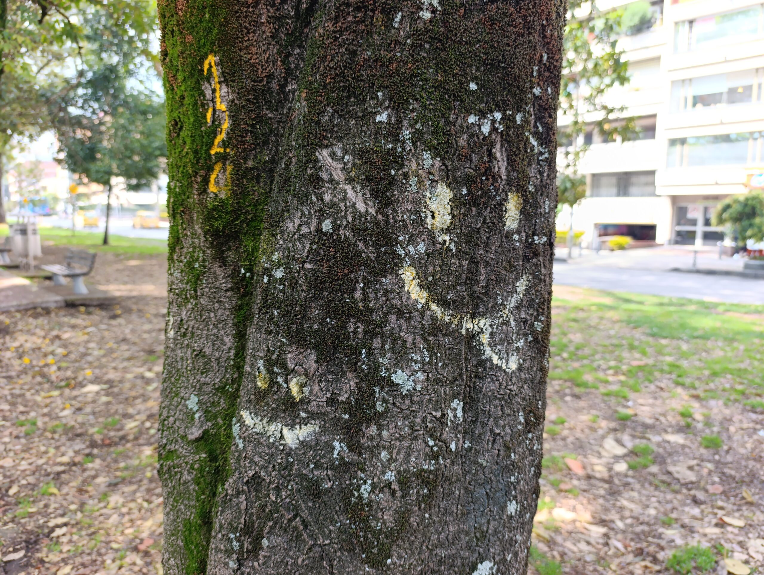 Historias del verde urbano: Instalación consciente: un llamado al respeto y protección de los árboles del Parkway