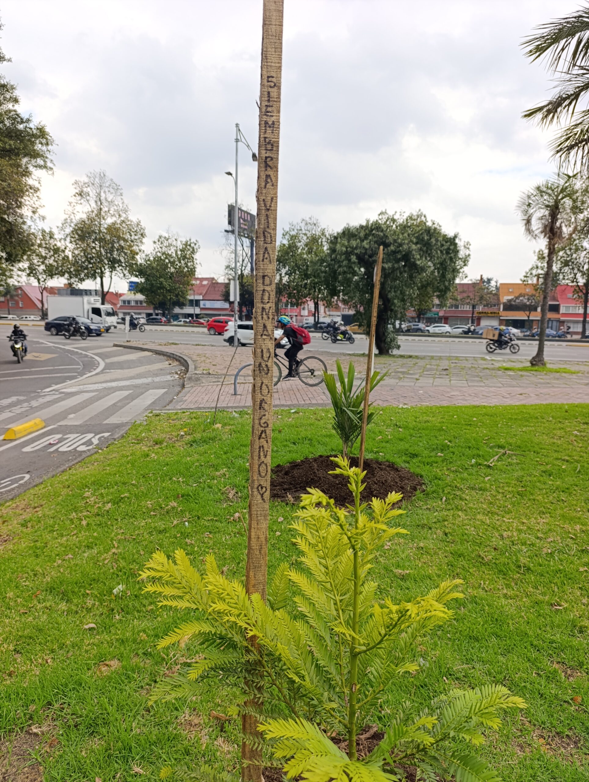 Historias del verde urbano: Homenaje a la vida y las nuevas oportunidades en Barrios Unidos
