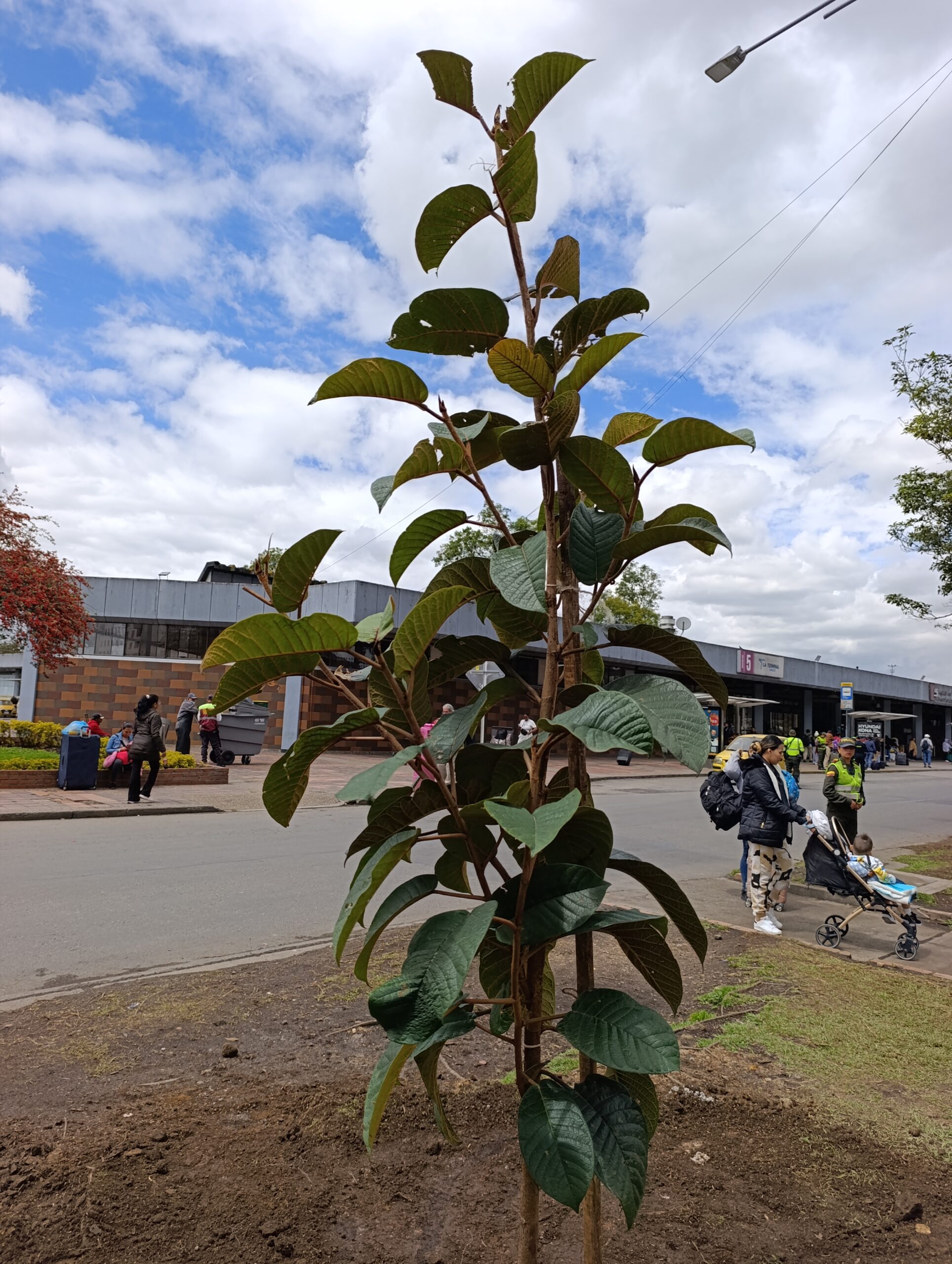 Historias del verde urbano: ¡La Terminal de Transporte del Salitre renaturaliza su camino verde!