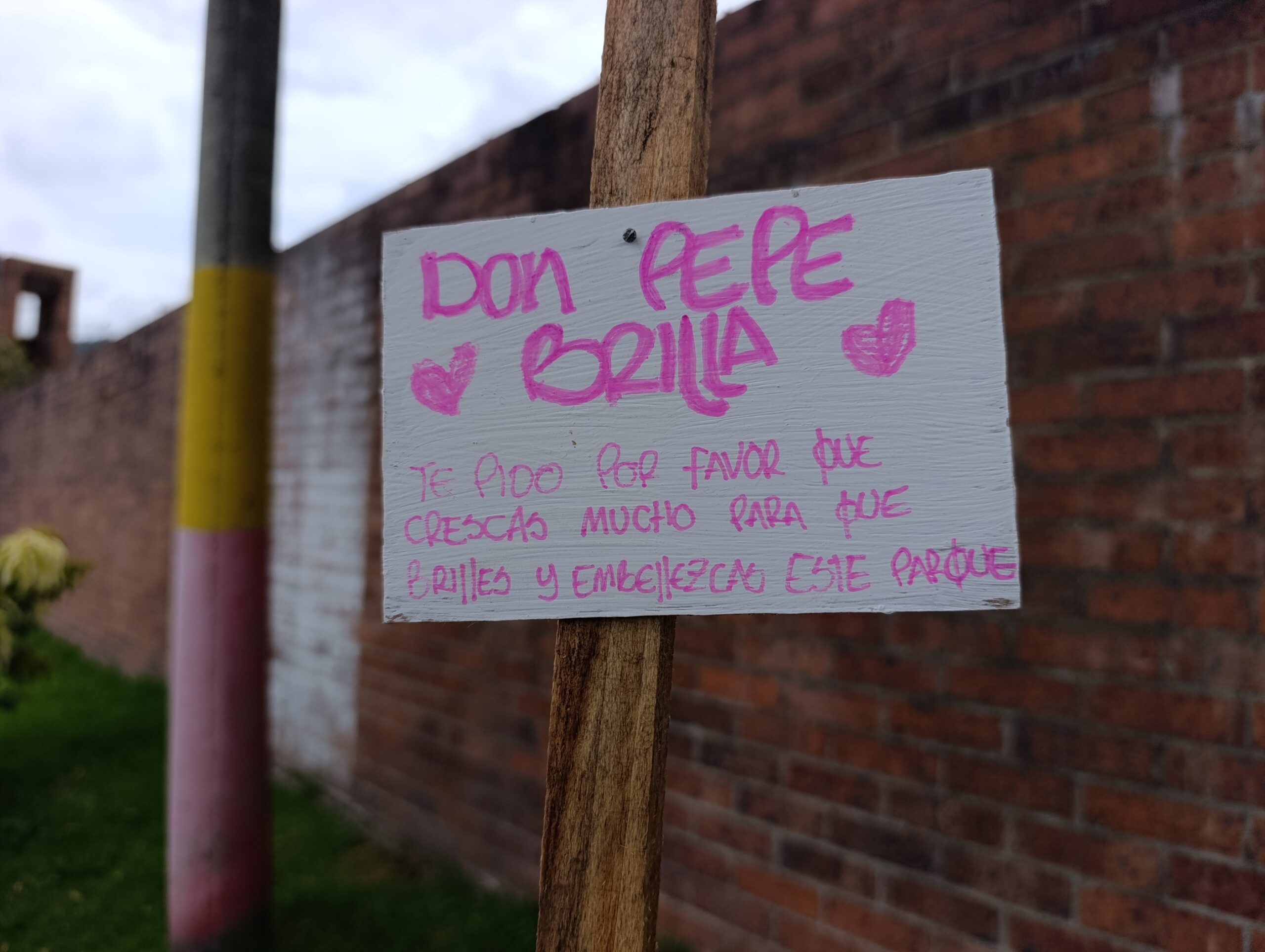 Historias del verde urbano: San Blas: un parque de San Cristóbal que se renaturalizó con ocho especies arbóreas y arbustivas